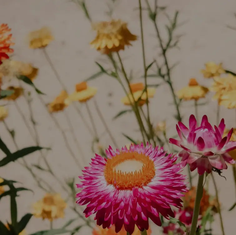 Fresh and Floral Fragrances from iScent